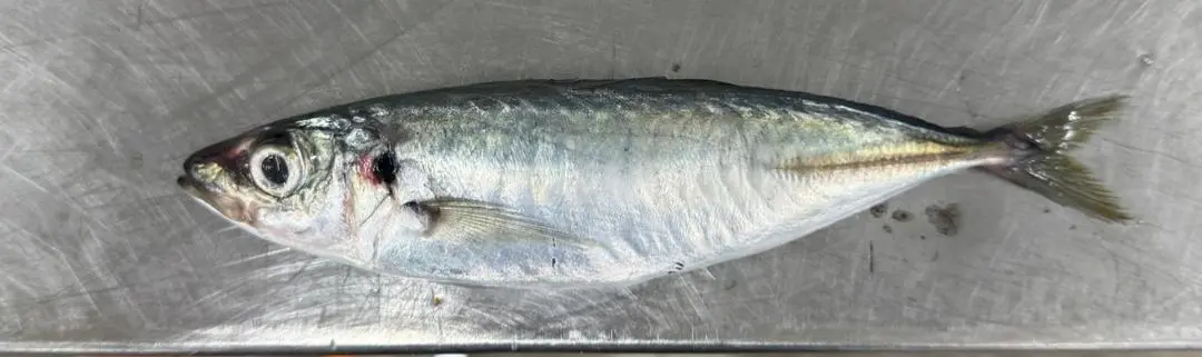 Kasik