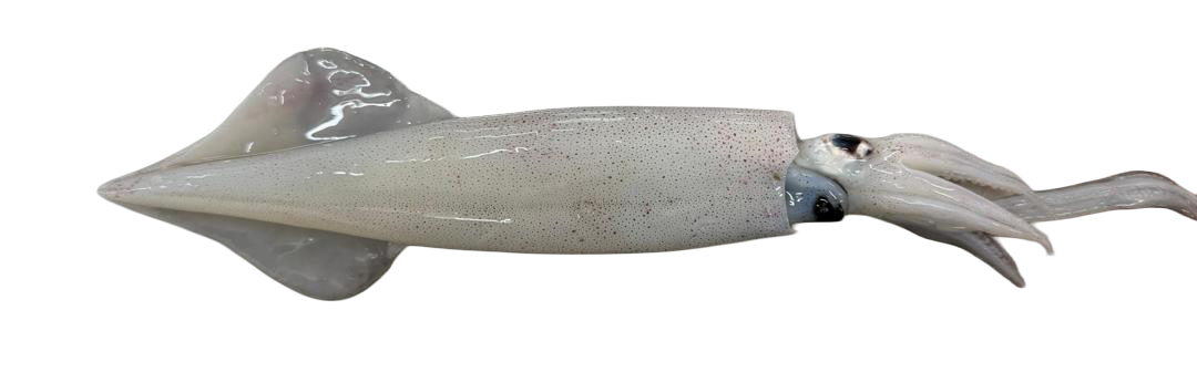 Sotong-pen__2_