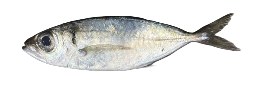 Big-Eye-Scad_