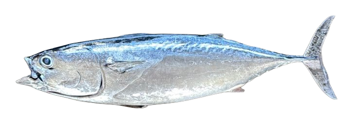 Bonito-Tuna
