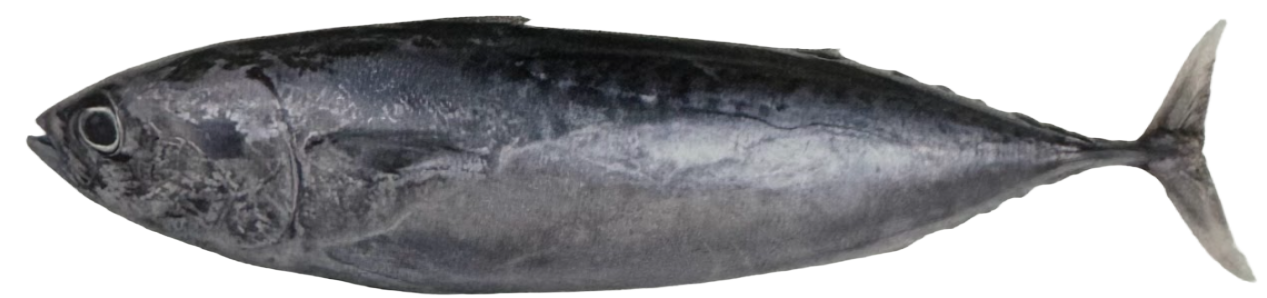 Bonito
