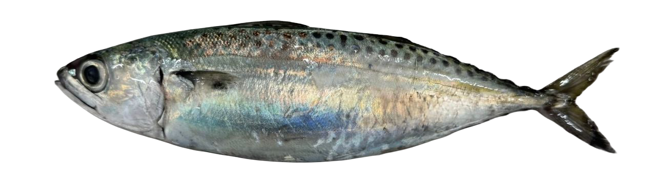 Indian-Mackerel