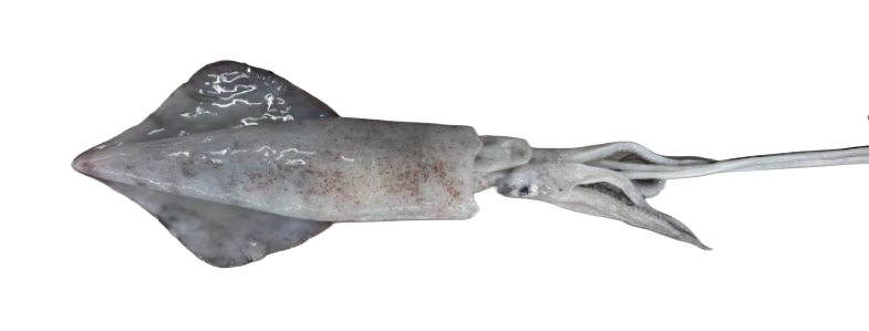 Loligo-Squid