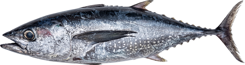 Long-Tail-Tuna