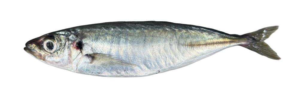 Round-Scad