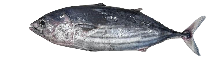 Skipjack-Tuna