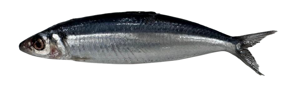 Spot-Sardine_